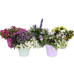 Voorjaar|Ecocheques|ohgreen Festival kleuren in pot Aqua-Easy