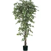 Sfeermakers|ohgreen Ficus bont in plastic pot - h210xd100cm