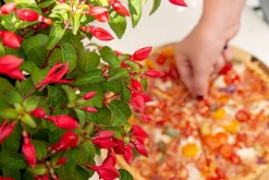 Vaste Planten|Ecocheques|ohgreen Fuchsia Chilli Red