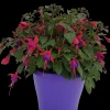 Voorjaar|Ecocheques|ohgreen Fuchsia staand p19 h20