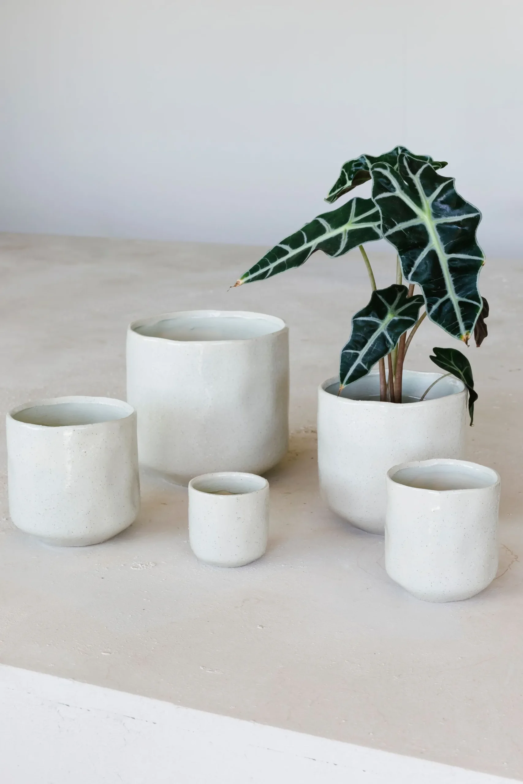Potten En Vazen|ohgreen Grote orchidee pot glisten