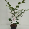 Struiken|Ecocheques|ohgreen Hamamelis intermedia Feuerzauber ( Toverhazelaar )