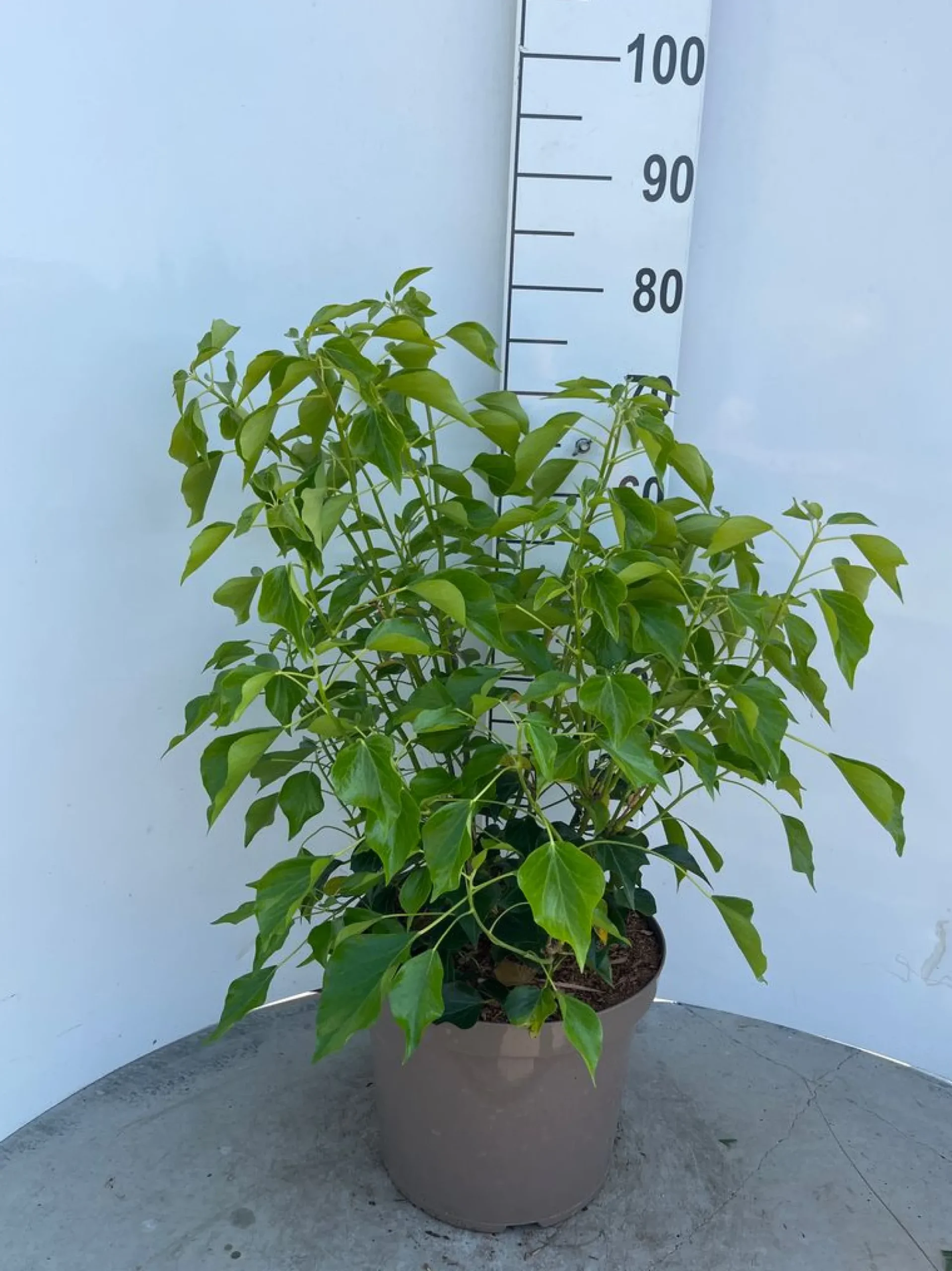 Struiken|Ecocheques|ohgreen Hedera helix Arborescens ( Struikklimop )