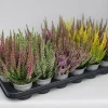 Najaar|Ecocheques|ohgreen Heide Garden Girls