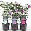 Struiken|Ecocheques|ohgreen Hibiscus syriacus of tuinhibiscus p19 h60