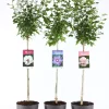 Struiken|Ecocheques|ohgreen Hibiscus syriacus of tuinhibiscus mix stam p21 h115