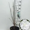 Bomen|Ecocheques|ohgreen Hibiscus syriacus of tuinhibiscus p27 h62