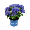 Struiken|Ecocheques|ohgreen Hortensia royal collection p20