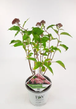 Struiken|Ecocheques|ohgreen Hortensia "ruby annabelle"