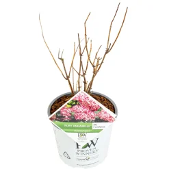 Struiken|Ecocheques|ohgreen Hortensia
