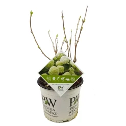 Struiken|Ecocheques|ohgreen Hortensia strong annabelle p19 h45 sterke takken, die rechtop blijven