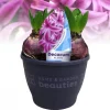 Voorjaar|Ecocheques|ohgreen Hyacinthus orientalis purple