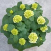 Struiken|Ecocheques|ohgreen Hydrangea macrohylla ( Hortensia )