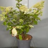 Struiken|Ecocheques|ohgreen Hydrangea paniculata 'Phantom'