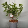 Struiken|Ecocheques|ohgreen Hydrangea paniculata 'Silver Dollar'