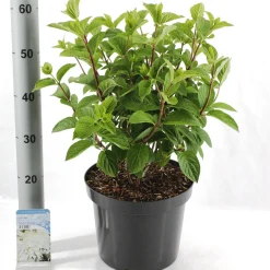 Struiken|Ecocheques|ohgreen Hydrangea paniculata 'Silver Dollar'