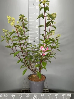 Struiken|Ecocheques|ohgreen Hydrangea paniculata 'Vanille Fraise'