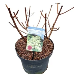 Struiken|Ecocheques|ohgreen Hydrangea paniculata 'Wim's Red'