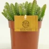 Groene Planten|Ecocheques|ohgreen Hylocereus undatus