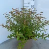 Struiken|Ecocheques|ohgreen Hypericum Hidcote ( Herfsthooi )