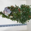 Struiken|Ecocheques|ohgreen Ilex meserveae 'Blue Maid' (hulst)
