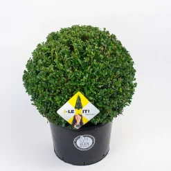 Struiken|Ecocheques|ohgreen Ilex of hulstbol dark green 35cm