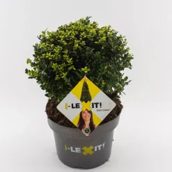 Struiken|Ecocheques|ohgreen Ilex of hulstbol dark green p23