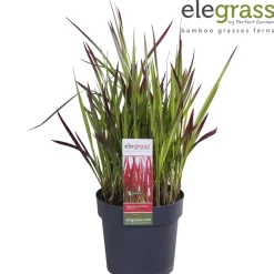 Vaste Planten|Ecocheques|ohgreen Japans bloedgras of imperata c red baron p14 h30