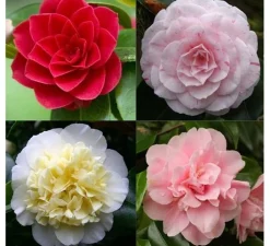 Struiken|Ecocheques|ohgreen Japanse camelia p19