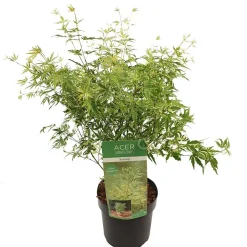 Struiken|Ecocheques|ohgreen Japanse esdoorn butterfly p19 h50