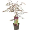 Struiken|Ecocheques|ohgreen Japanse esdoorn garnet p19 h50