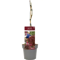 Struiken|Ecocheques|ohgreen Japanse esdoorn garnet p19 h50