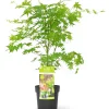 Struiken|Ecocheques|ohgreen Japanse esdoorn going green p19