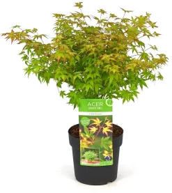 Struiken|Ecocheques|ohgreen Japanse esdoorn little princ p19 h40