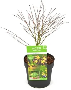 Struiken|Ecocheques|ohgreen Japanse esdoorn little princ p19 h40