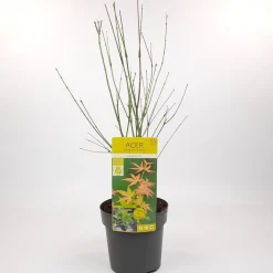Struiken|Ecocheques|ohgreen Japanse esdoorn orange dream p19 h50