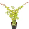 Struiken|Ecocheques|ohgreen Japanse esdoorn summer gold p19 h55