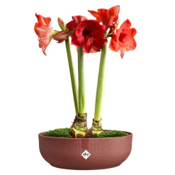 Ecocheques|Potten En Vazen|ohgreen Jazz bowl