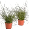 Groene Planten|Ecocheques|ohgreen Juncus effusus ( Dwergrus )