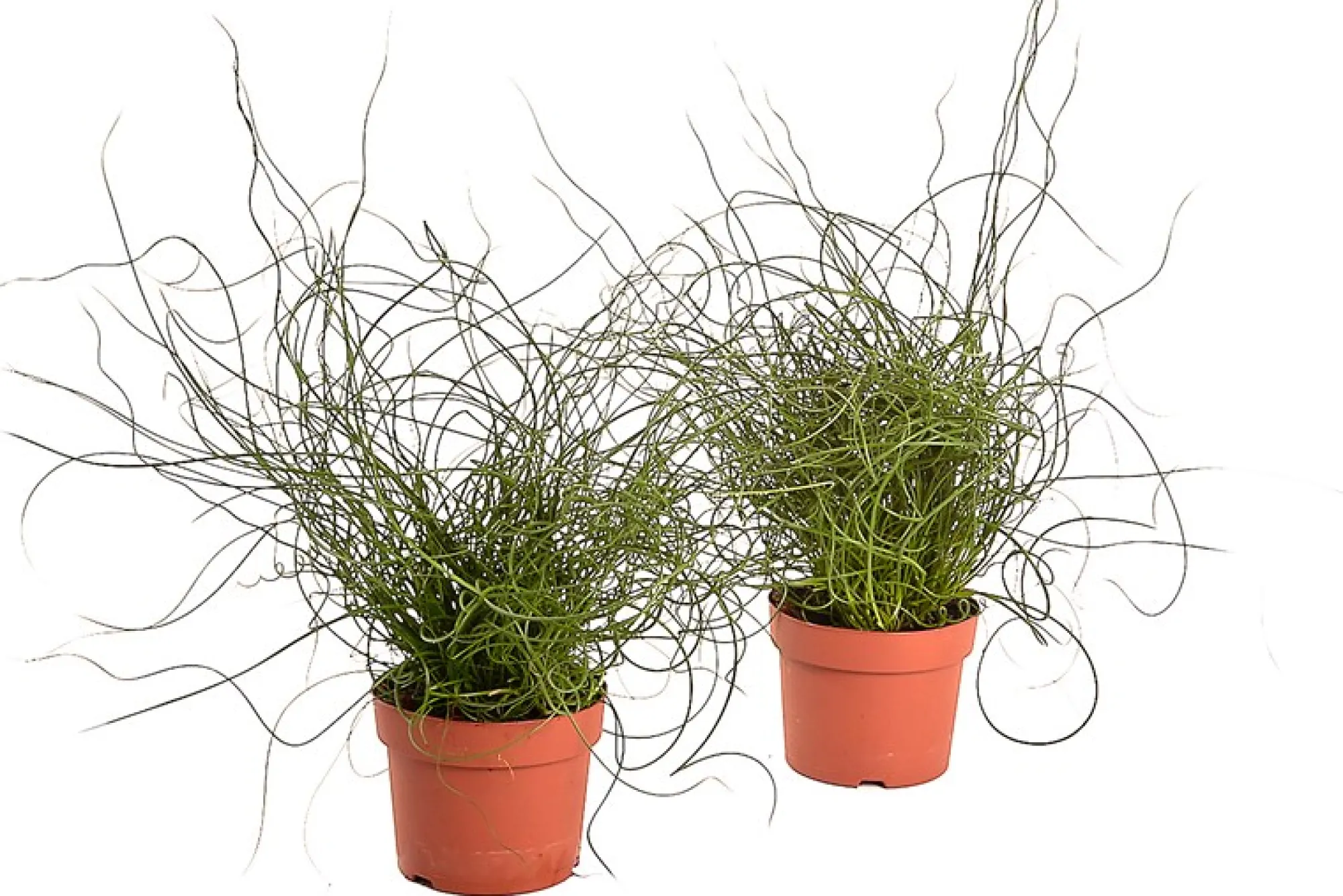 Groene Planten|Ecocheques|ohgreen Juncus effusus ( Dwergrus )
