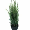 Struiken|Ecocheques|ohgreen Juniperus communis Arnold ( Jeneverbes )