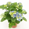 Bloeiende Planten|Ecocheques|ohgreen Kamerhortensia