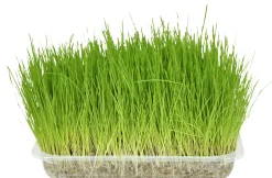 Verzorging|ohgreen Kattengras