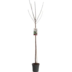Fruitbomen|Ecocheques|ohgreen Kers prunus avium sunburst hoogstam