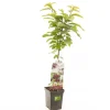 Fruitbomen|Ecocheques|ohgreen Kers prunus avium sylvia zuilvorm