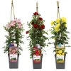 Struiken|Ecocheques|ohgreen Klimroos