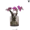 Bloeiende Planten|Ecocheques|ohgreen kolibri phalaenopsis Root Purple