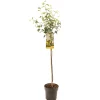 Fruitbomen|Ecocheques|ohgreen Kweepeer cydonia oblonga peervorm halfstam