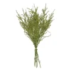 Sfeermakers|ohgreen Liguster