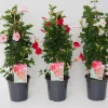 Voorjaar|Ecocheques|ohgreen Mandevilla pyramide p17 lang bloeiend
